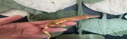 Gecko reptiles for sale: Crested Gecko Babies - Advert 7
