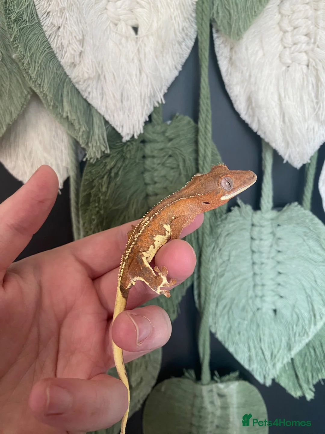 Gecko reptiles for sale: Crested Gecko Babies - Advert 7