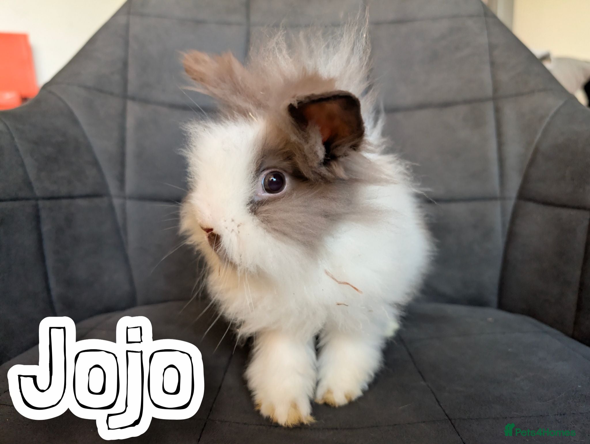 Lionhead rabbits Double-maned BE Lionhead Rabbits for Sale - Advert 1