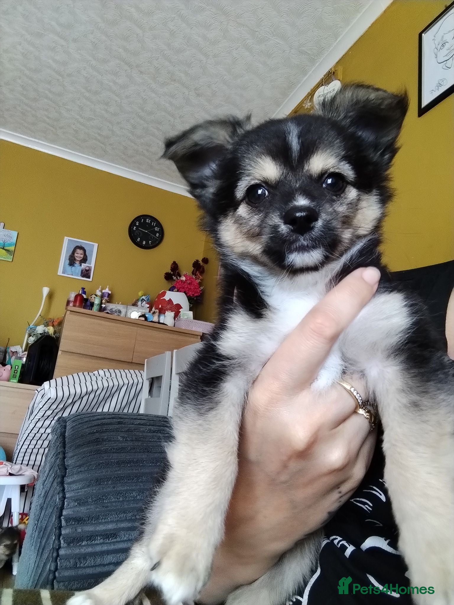 Pomchi dogs Pomchi puppies for sale - Advert 5