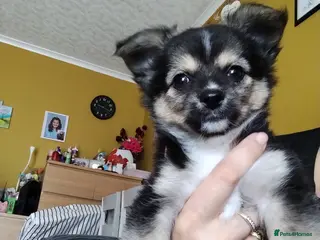 Pomchi dogs Pomchi puppies for sale - Advert 1
