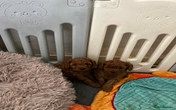 Cavapoo dogs for sale: 5⭐️⭐️⭐️⭐️⭐️F1b Curly Teddy Cavapoo’s DNA/heart  - Image 12