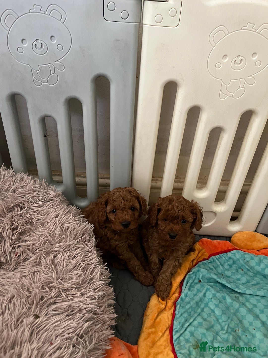 Cavapoo dogs for sale: 5⭐️⭐️⭐️⭐️⭐️F1b Curly Teddy Cavapoo’s DNA/heart  - Image 12