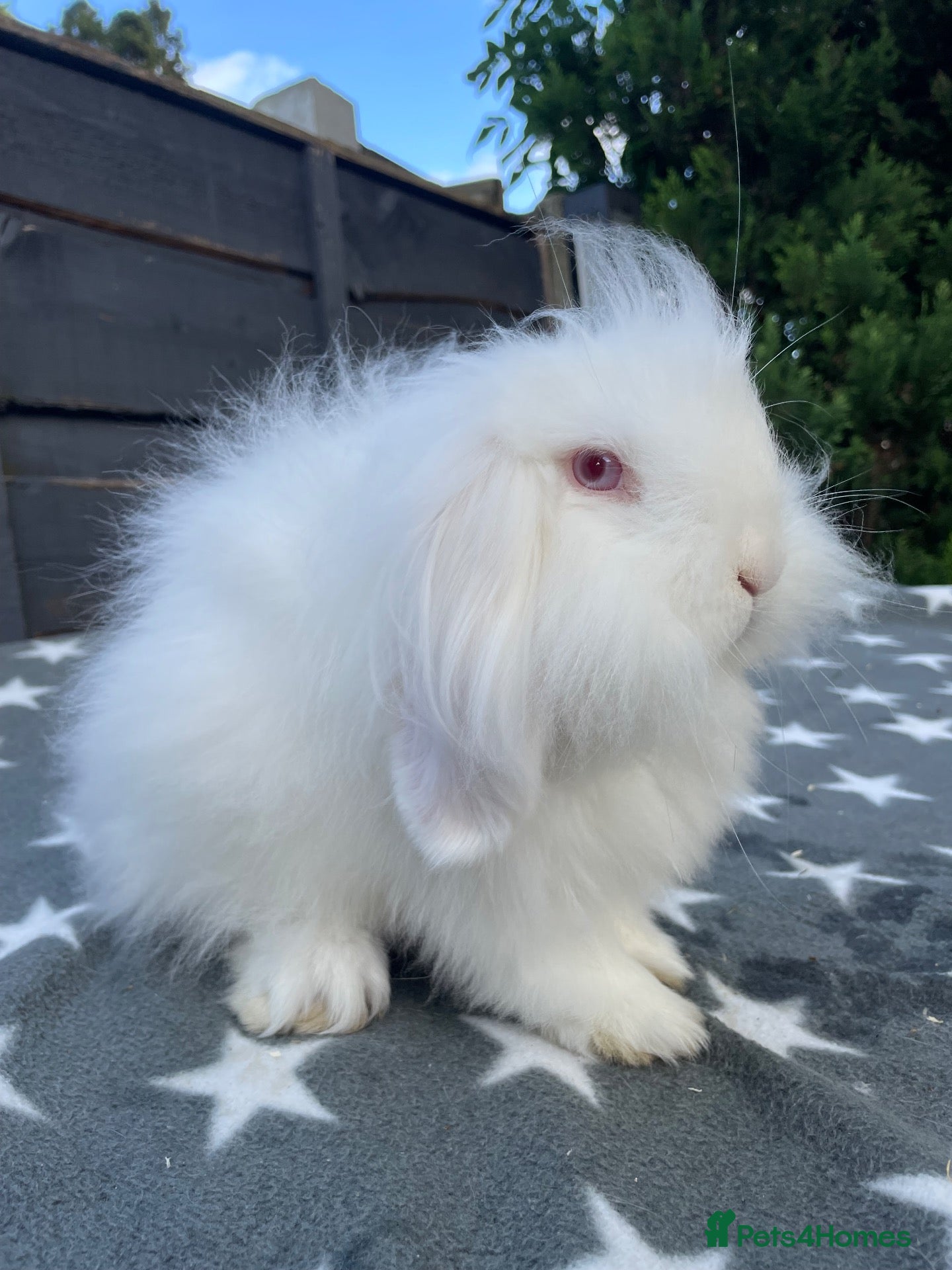 Mini Lion Lop rabbits 2 Beautiful Mini Lion Lop Boys - Advert 3