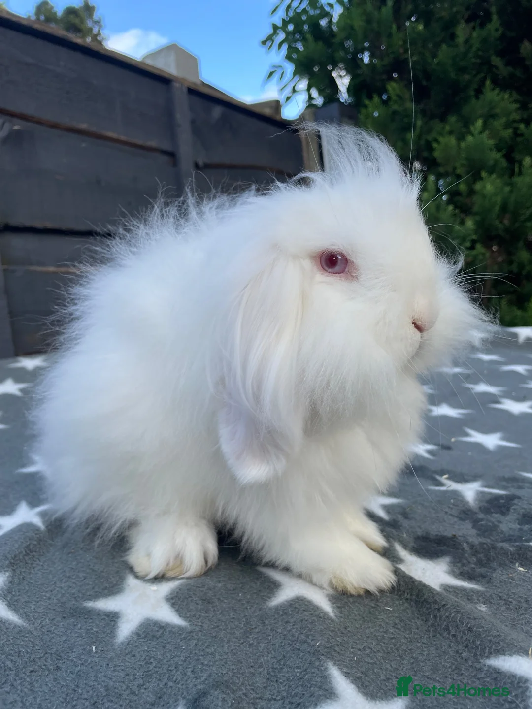 Mini Lion Lop rabbits for sale: 2 Beautiful Mini Lion Lop Boys - Advert 2