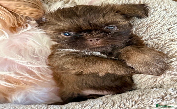 Shih Tzu dogs in Tamworth - Advert 10