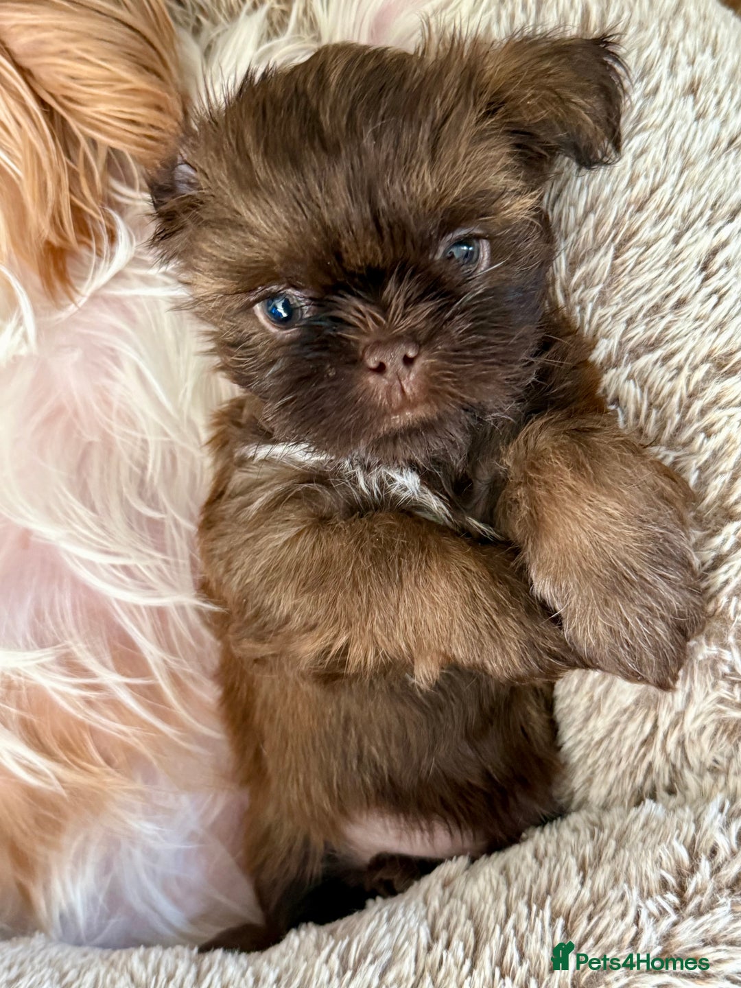 Shih Tzu dogs for sale: KC reg, 2 left! Potential blondes in Tamworth - Image 2