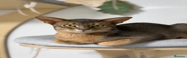 Abyssinian Kitten 4