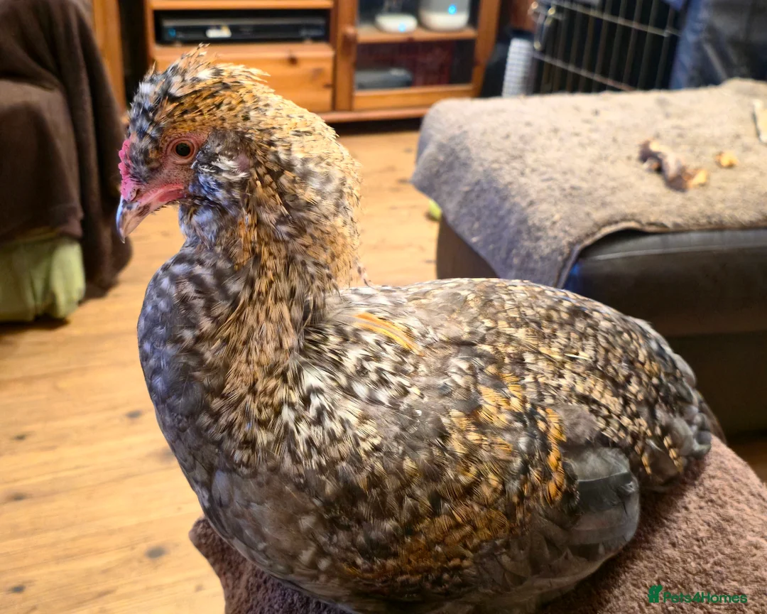 Chickens poultry for sale: Tame blue-gold Araucana cross boy - Advert 9
