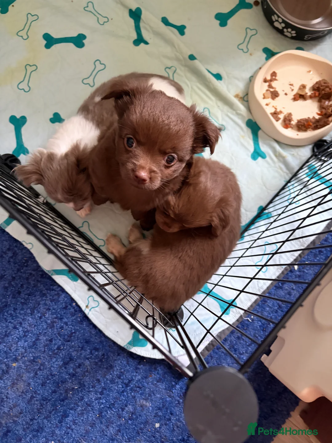 Chihuahua dogs for sale: One solid chocolate female chihuahua left!! ⭐️⭐️⭐️ - Advert 15