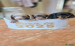 Miniature Dachshund dogs for sale: Miniature KC Dashounds - Image 1
