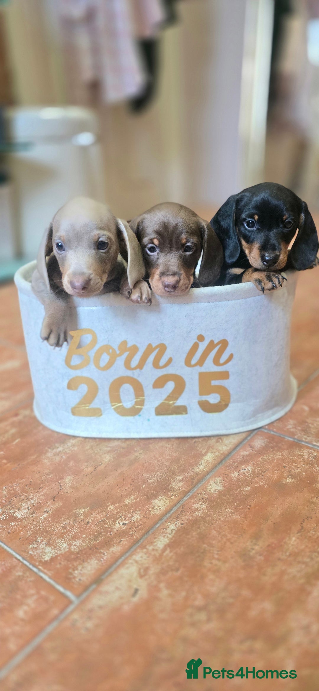 Miniature Dachshund dogs for sale: Miniature KC Dashounds - Image 1