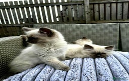 Ragdoll cats for sale: 4 ragdoll Kittens – Ready for Their New Homes - Image 5