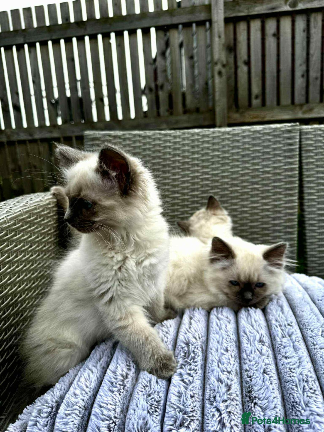 Ragdoll cats for sale: 4 ragdoll Kittens – Ready for Their New Homes - Image 5