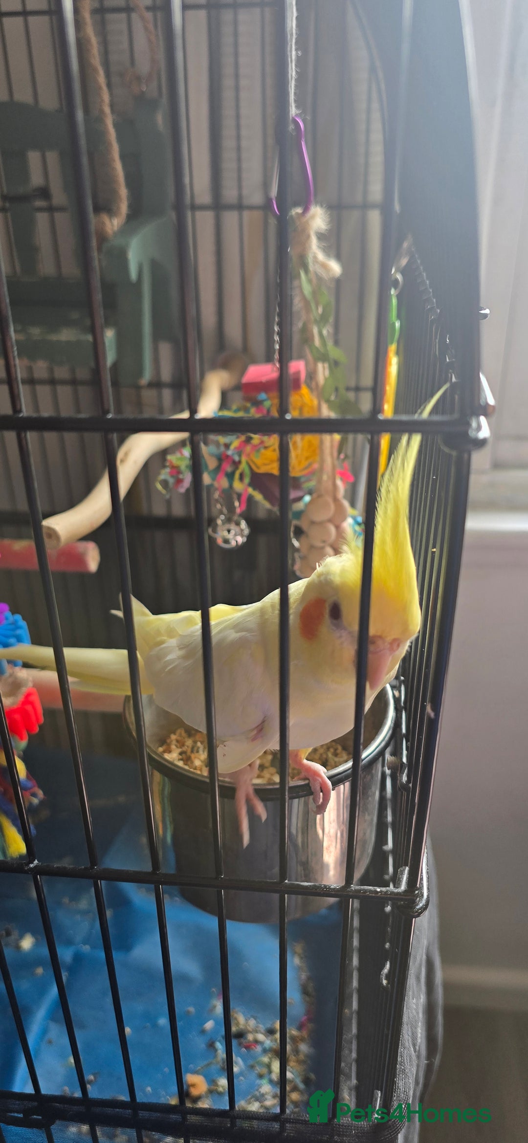 Cockatiels birds for sale: Cockatiel  - Image 4