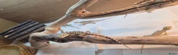 Bearded Dragon reptiles for sale: Bearded dragon babies  - Advert 2