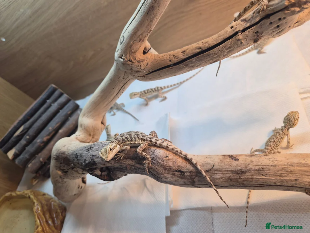 Bearded Dragon reptiles for sale: Bearded dragon babies  - Advert 2
