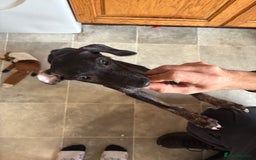 Mixed Breed dogs for sale: Saluki x lurcher puppy - Advert 6