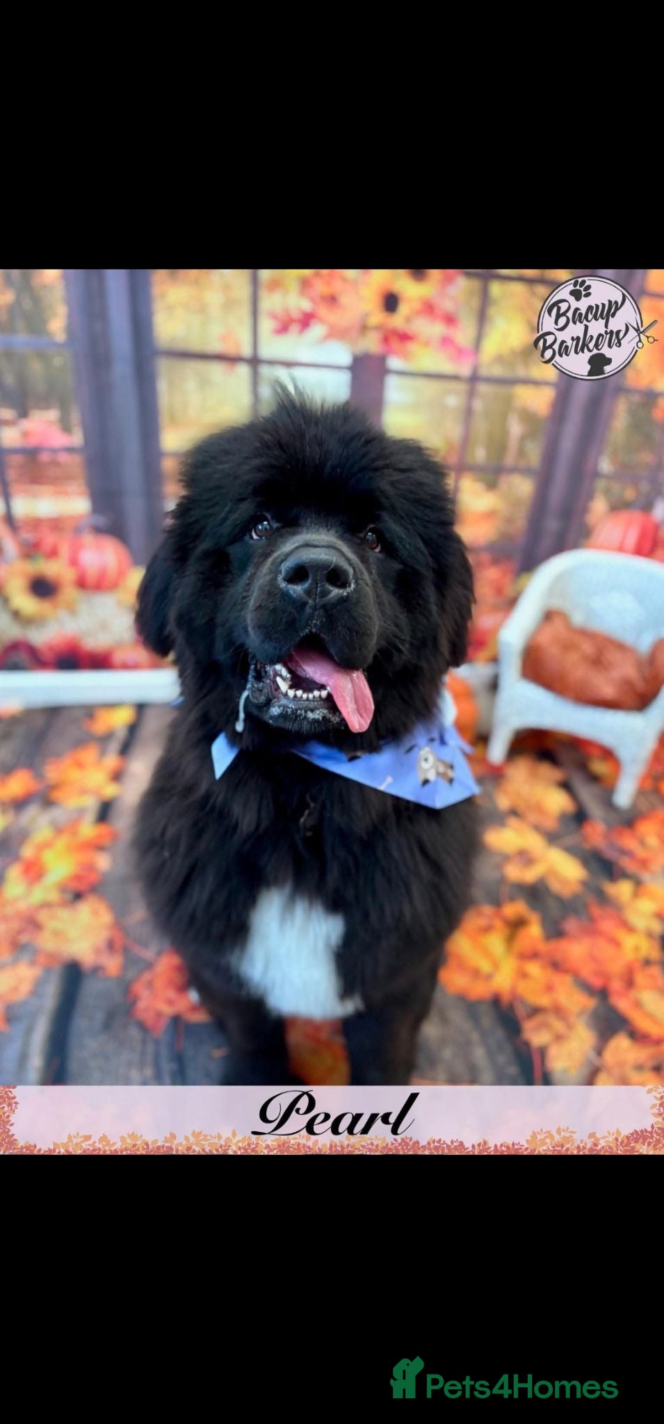 Newfoundland dogs Female newfoundland.  - Advert 2