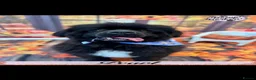 Newfoundland dogs for sale: Female newfoundland.  - Advert 1