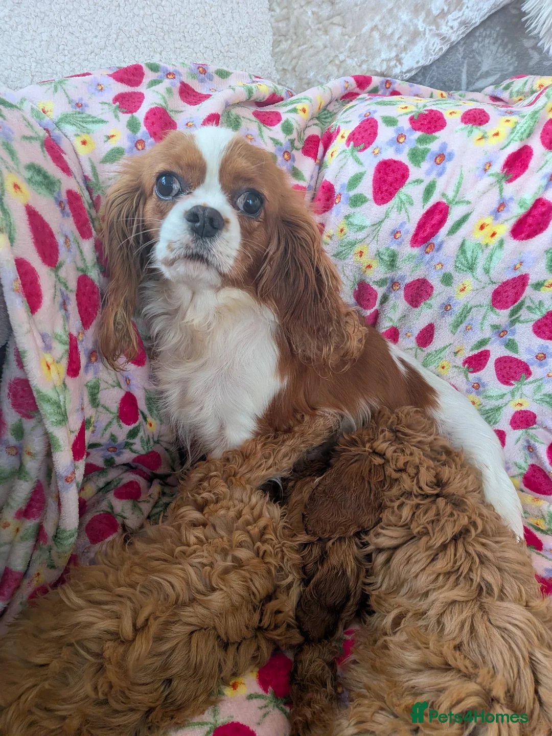 Cavapoo dogs for sale: 🌟 Stunning F1 cavapoo puppies 🌟 - Advert 2