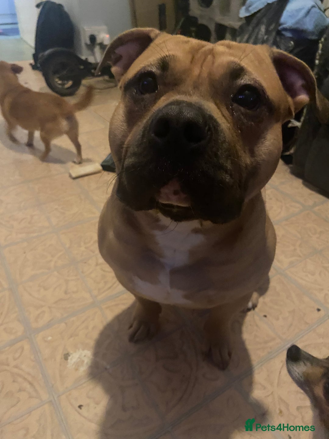 Mixed Breed dogs for sale: Hulk staffy cross pocket bully  - Advert 2