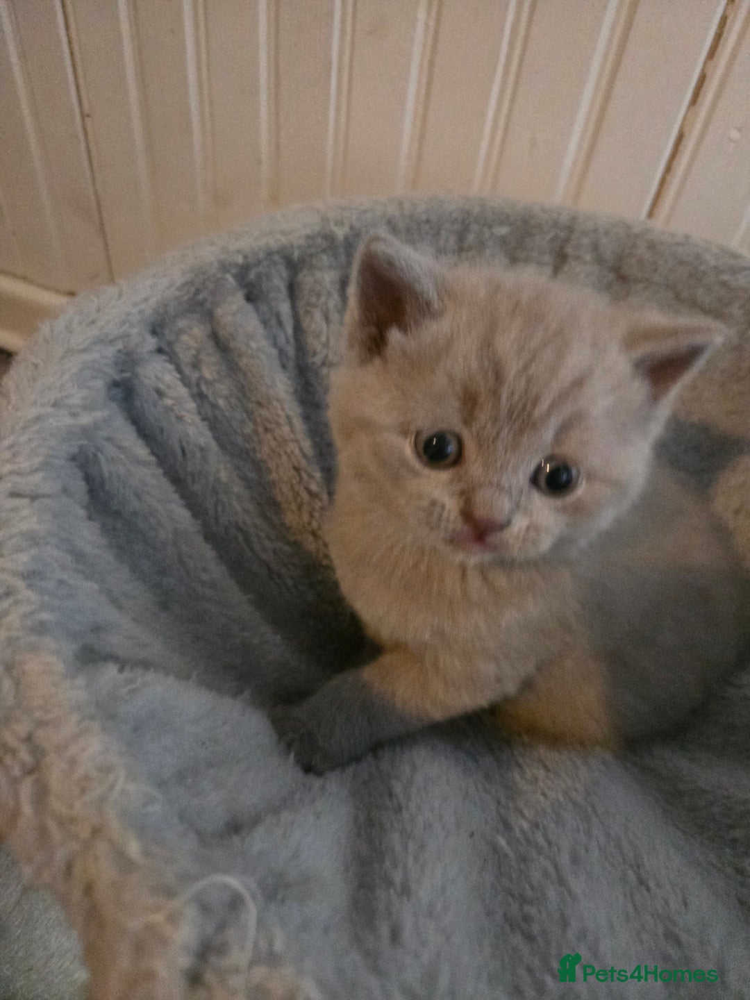 British Shorthair cats for sale: Britishshort hair kitten ready now - Image 6