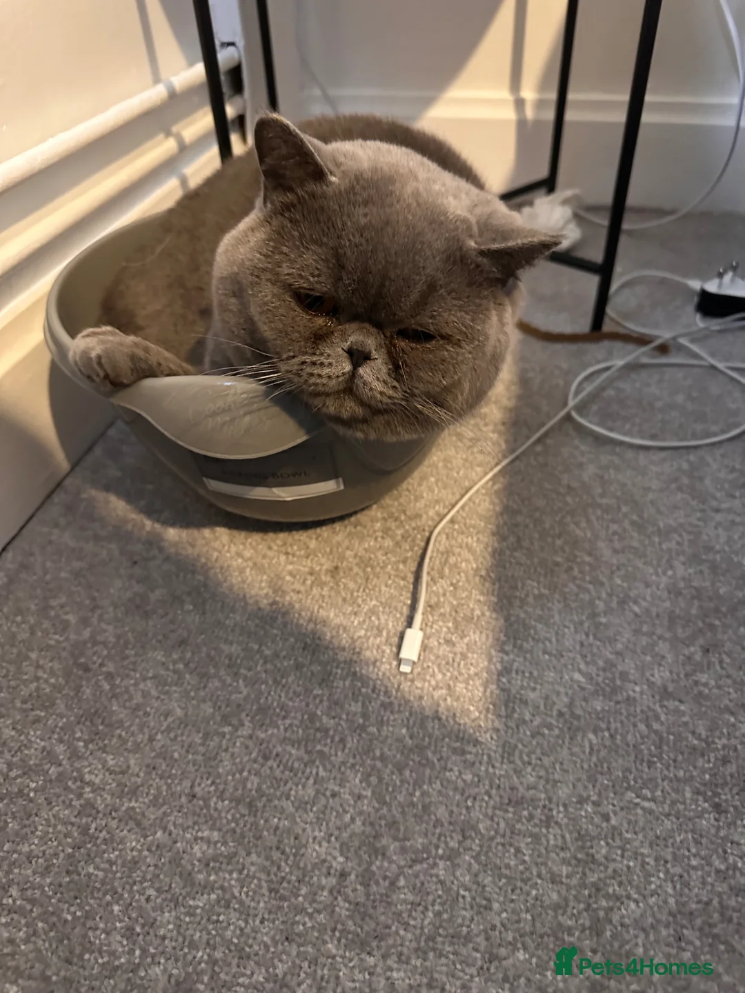 British Shorthair cats for sale: Bluey - British short hair  in Sunderland - Advert 4