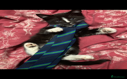 Siamese cats for sale: kittens for sell  - Image 1