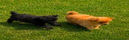 Pomeranian dogs for sale: Pomeranian puppies For sale in London - Advert 2