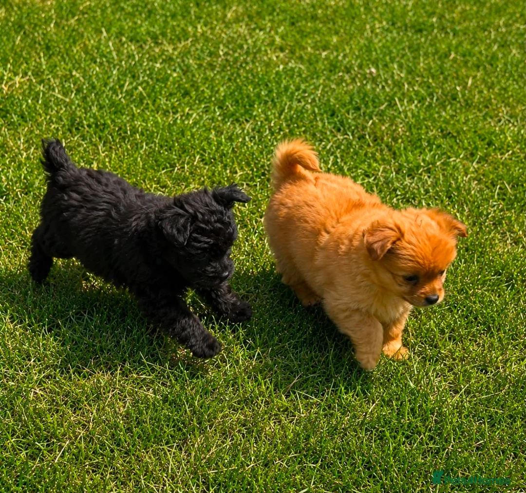 Pomeranian dogs for sale: Pomeranian puppies For sale in London - Advert 2