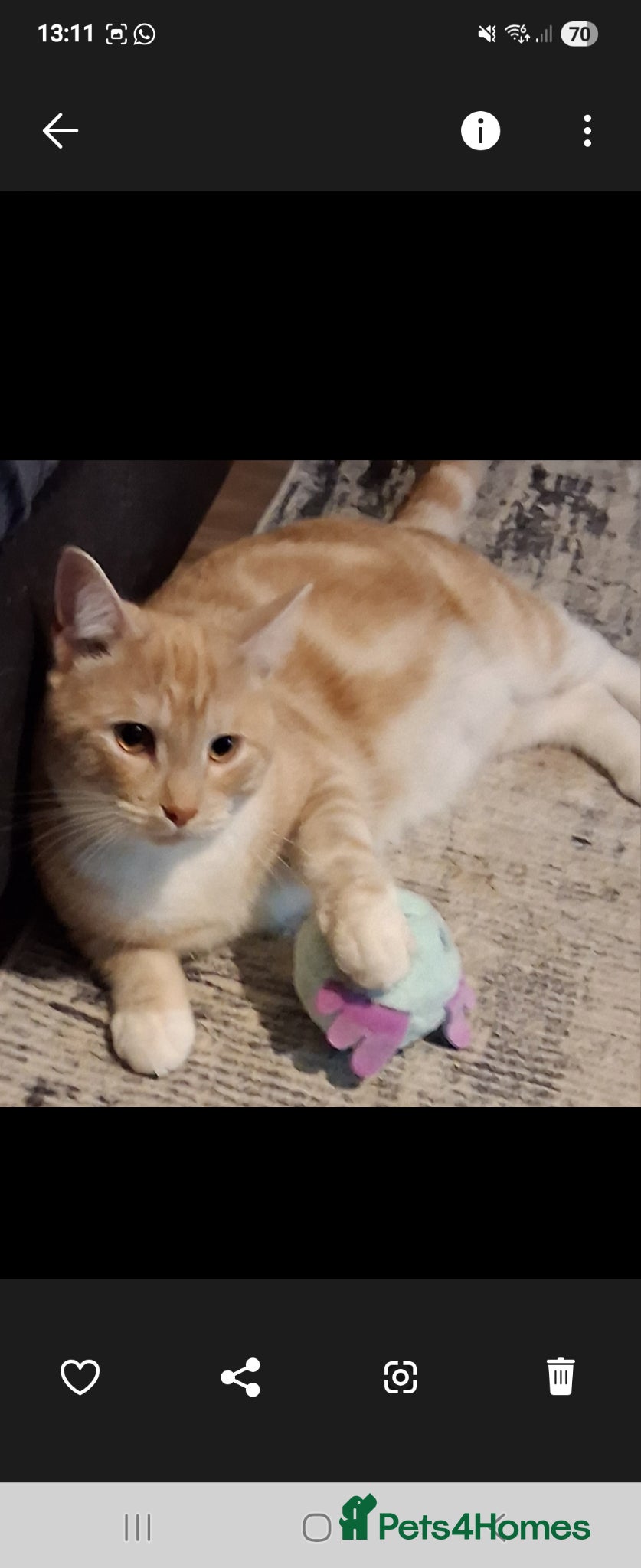 Mixed Breed cats for sale: Mainecoon x tortoise shell  in High Wycombe - Advert 3