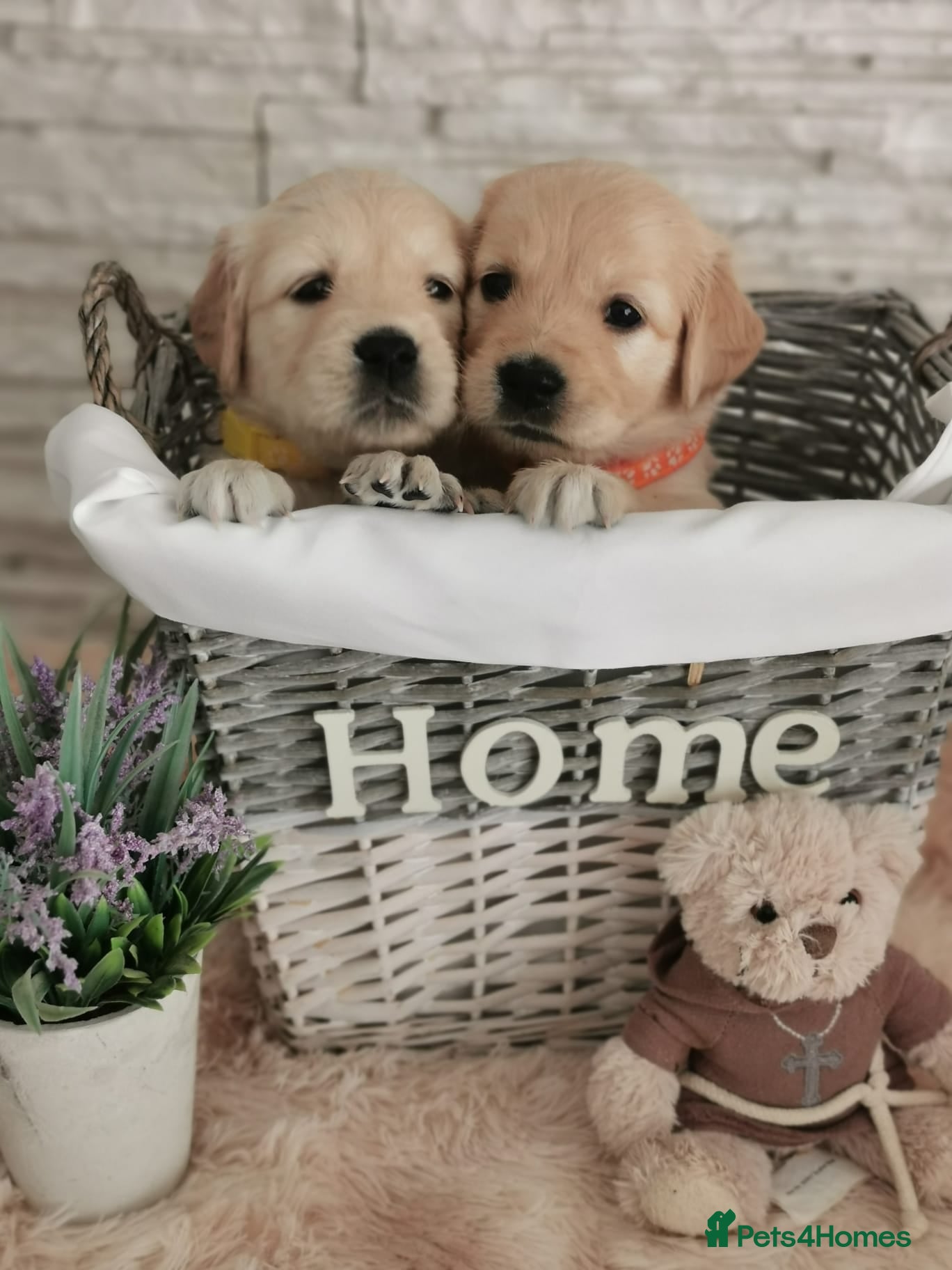 Golden Retriever dogs Beautiful golden retriever puppies for sale - Advert 5