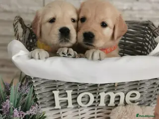 Golden Retriever dogs Beautiful golden retriever puppies for sale - Advert 5