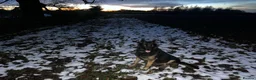 Belgian Shepherd Dog dogs for stud: Belgium Malinois for stud  in Telford - Advert 5