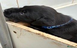 Labrador Retriever dogs for sale: CHUNKY BIG BONED SHOW LABRADOR PUPPYS - Image 9