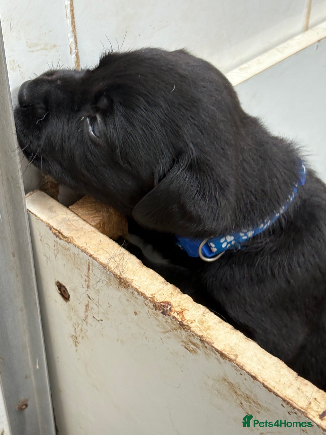 Labrador Retriever dogs for sale: CHUNKY BIG BONED SHOW LABRADOR PUPPYS - Image 9