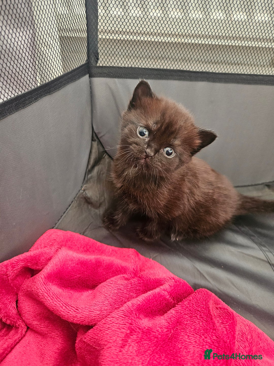 British Shorthair cats for sale: 5 Beautiful Short British haired Kittens  - Image 11