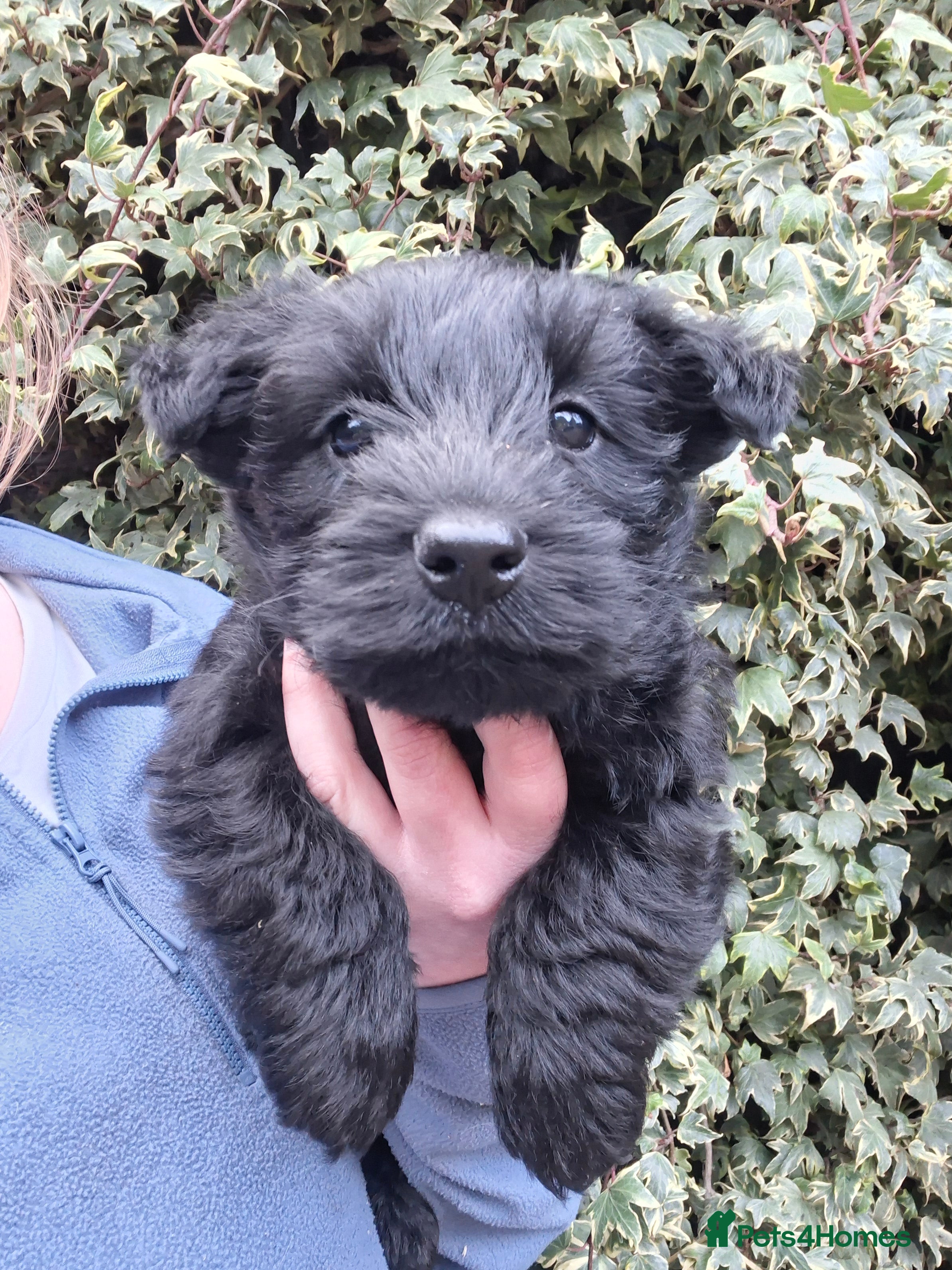 Scottish Terrier dogs Stunning scottish terrier pups - Advert 1