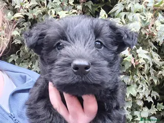 Scottish Terrier dogs Stunning scottish terrier pups - Advert 1