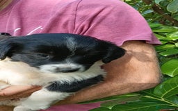 Mixed Breed dogs for sale: Three Springer Spaniel/Spitz Mittel Puppies  - Image 3