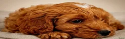 Cavapoo dogs for sale: Adorable F1 Cavapoo Puppies Available Now!!!!! - Advert 9