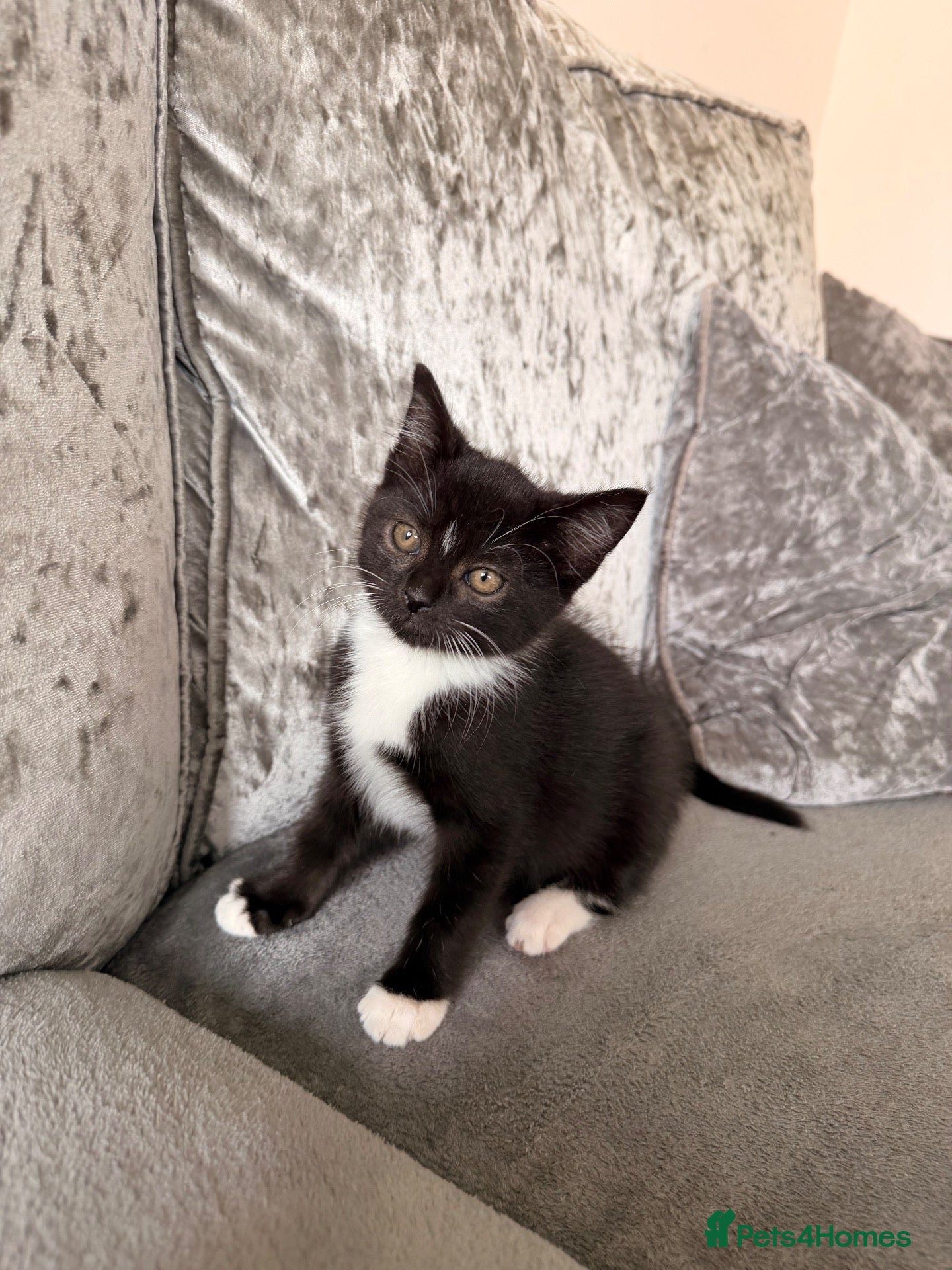 Mixed Breed cats 🐾GORGEOUS KITTEN LOOKING FOR HIS 4EVER HOME🐾 - Advert 3
