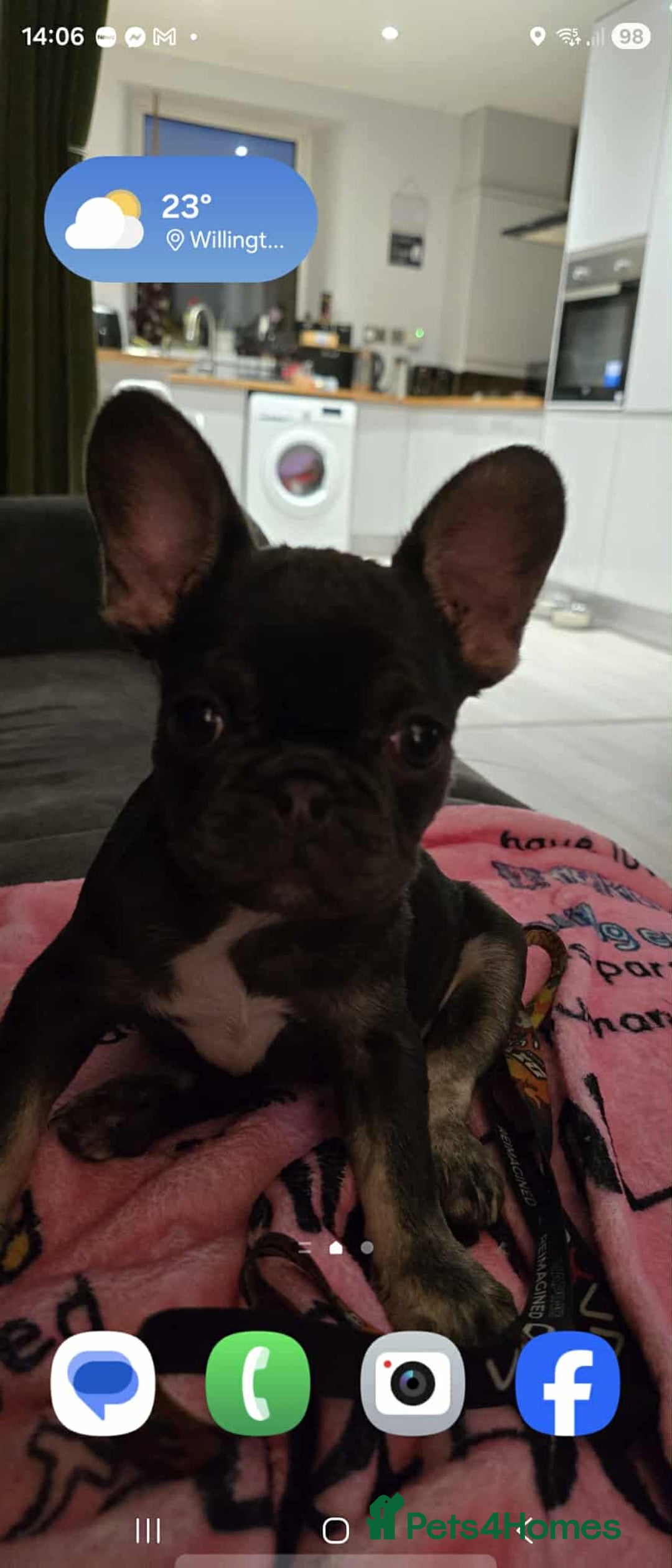 French Bulldog dogs for sale: Bitch Mini french bulldog - Image 5