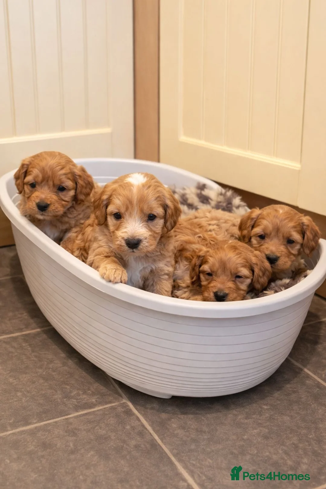 Cockapoo dogs for sale: Stunning Cockapoo Puppies  - Advert 1