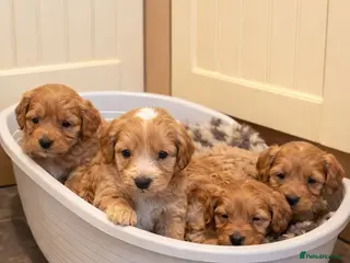 Cockapoo dogs Stunning Cockapoo Puppies - Advert 1