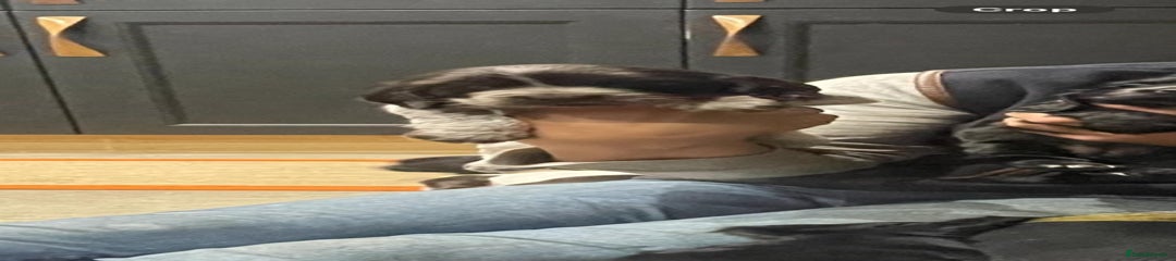 Cocker Spaniel Puppy 5