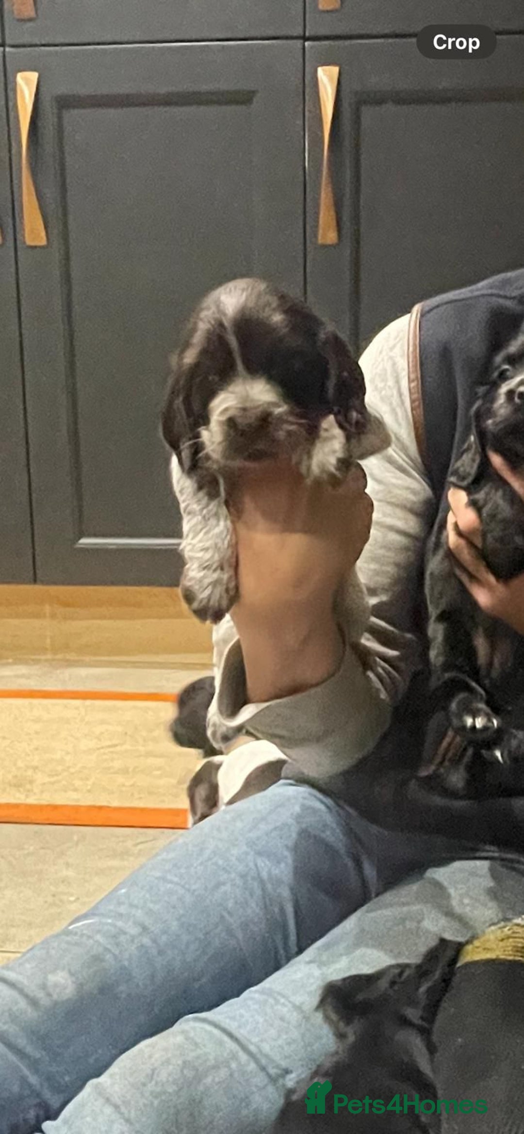 Cocker Spaniel dogs for sale: Cocker Spaniel Puppies - Advert 7