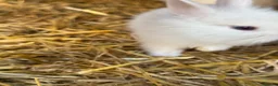 Lionhead rabbits for sale: 5x gorgeous white fluffy lionhead bunnies  - Advert 19