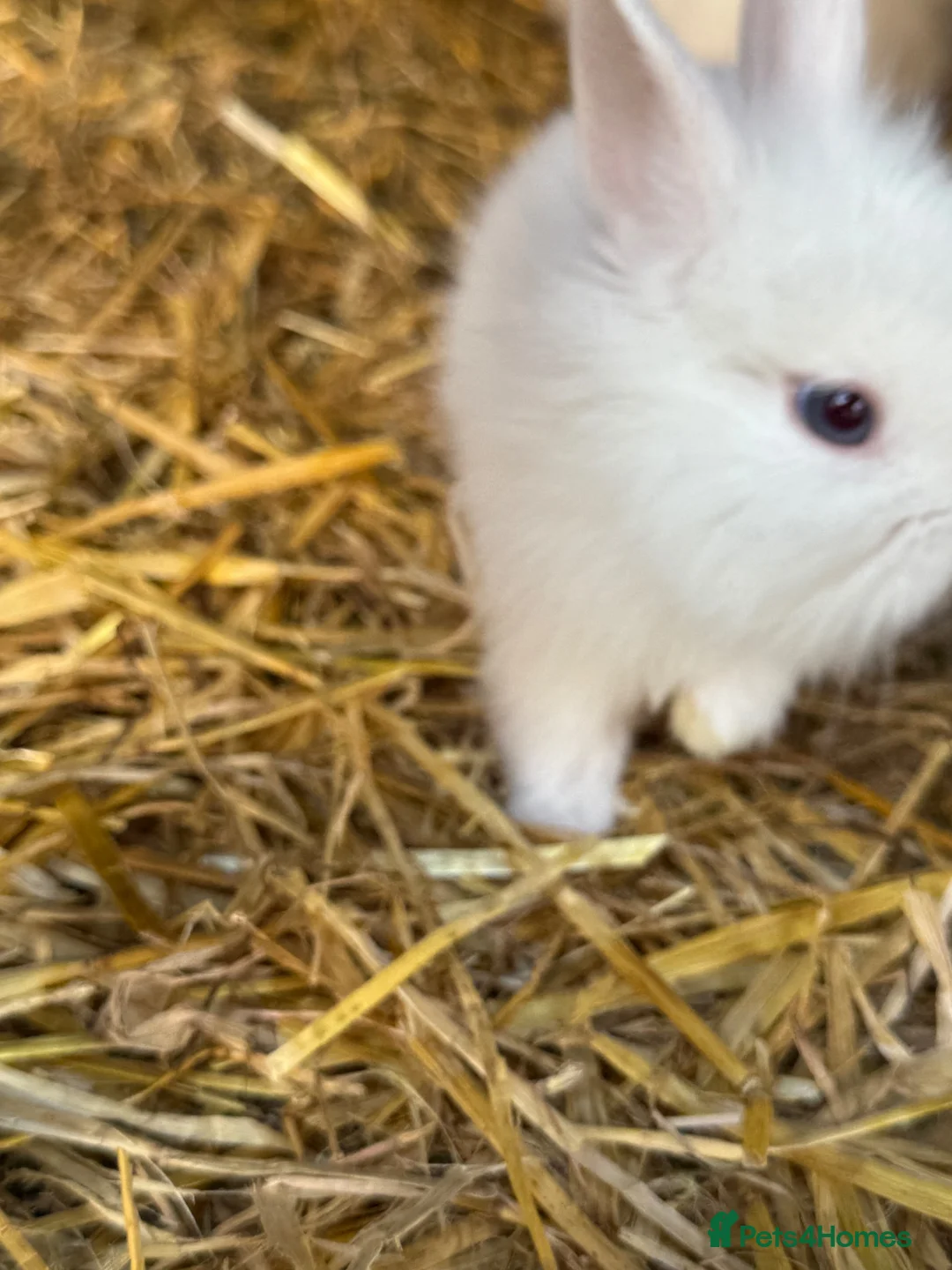 Lionhead rabbits for sale: 5x gorgeous white fluffy lionhead bunnies  - Advert 19